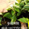 批发 牛油果苗 牛油果种子  辣木苗 批发销售 包运送