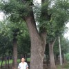 钰皓园林苗木出售优质大型国槐——青州大型国槐基地