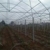 领先的葡萄专业合作社就是发发葡萄种植——广西葡萄专业合作社