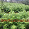 柳州杉木苗种植基地_优质的杉木苗