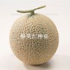日本进口高档绿肉网纹甜瓜种子——夏露