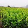 广西优质沃柑苗供应 莆田沃柑果苗