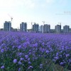 青州马鞭草万美花卉——供应山东价格合理的马鞭草