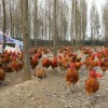 成都川芎鸡价格——高品质川芎鸡哪里有供应