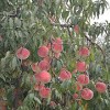 映霜红桃专卖_想要易种植的映霜红就来三八红旗园艺