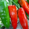 思乡果蔬实惠的辣椒供应，供应辣椒批发