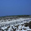 成都知名的湔江活水鸭提供商|泸州湔江活水鸭