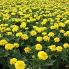 青州万寿菊种植，潍坊划算的万寿菊供应
