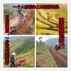 小型耕地机 蔬菜大棚耕地机 山区丘陵耕地机 果园松土机
