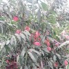 在哪能买到好种植的映霜红桃苗|青岛映霜红