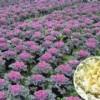 出售绿化草花，为您推荐有品质的羽衣甘蓝