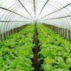 山东有口碑的蔬菜温室大棚建设：蔬菜温室大棚建造