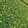 青州孔雀草种植：潍坊有信誉度的孔雀草提供商