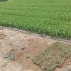 盆栽萱草绿化种植合作基地-山东青州万美花卉
