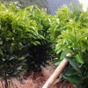 专业供应优质沃柑苗：沃柑苗供货厂家