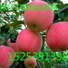 M9T337自根砧苹果苗，矮化苹果苗,M26矮化苹果苗