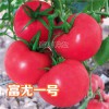 富尤一号番茄种子