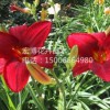 潍坊口碑好的大花萱草哪有卖——青州大花萱草报价