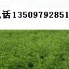山西枣树苗+1米以上枣树苗+成品枣树苗价格