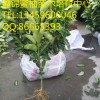 平和红心蜜柚苗|红心蜜柚苗一株价格多少