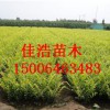 供应山东热销的金叶女贞|山东草花苗木