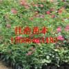 丰花月季批发基地——哪里有提供高性价月季