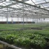 秀新花卉园艺供应优质的温室工程建设  ：温室大棚价格
