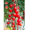 红梅抗TY病毒小番茄种子西红柿种子代理 买红梅抗TY病毒小番茄种子就到友贤种业