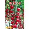 粉泽2号樱桃番茄种子代理商|粉泽2号樱桃番茄种子要上哪买