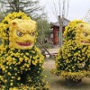 福州菊花造型，秀新花卉园艺供应实惠的菊花造型