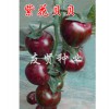 进口西红柿种子紫色番茄种子：山东优质紫花贝贝番茄种子供应商