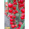 广东迈巴赫抗TY病毒樱桃小番茄种子_哪里能买到优质迈巴赫抗TY病毒樱桃小番茄种子