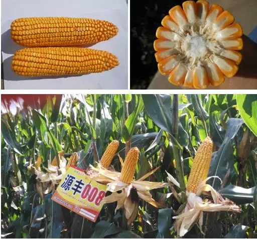 怀玉18玉米种子图片