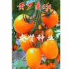 买卵型果番茄种子选哪家好_上海番茄种子