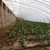 口碑好的花卉温室大棚建造就在富尔农业科技：花卉温室大棚建造