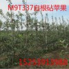 M9T337自根砧矮化苹果苗，矮化苹果苗,M26矮化苹果苗