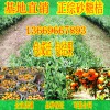 贺州沙糖桔果苗出售/贺州哪里有沙糖桔果苗卖/贺州沙糖桔果苗