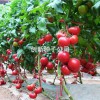 万园一号|西红柿种子批发|抗TY粉果番茄