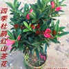 供应四季红山茶小苗、广东优质杜鹃红山茶盆栽
