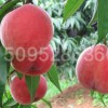 映霜红桃树苗市场价格_成活率高的映霜红桃苗批发