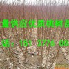 好的桃树苗——销量好的桃树苗推荐