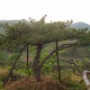 易种植的造型油松出售：造型油松哪里有