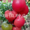 哪里购买西红柿种子|山东早春西红柿种子