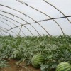 新农塑料厂供应新品西瓜膜，山东草莓膜