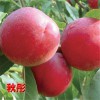 想要优惠的秋彤桃苗就来三八红旗园艺_湖南秋彤桃苗