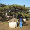 【力推】山东造型风景松基地
