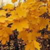 狄波拉黄金枫代理商——成活率高的狄波拉黄金枫优选大自然彩叶苗木基地