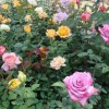 绿化用月季找青州森源花卉苗木_品种优良|月季种植基地