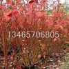 红润木种植基地，山东红润木批发，山东红润木价格