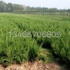 山东小龙柏批发，小龙柏种植基地，山东小龙柏基地